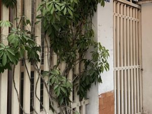 Bán nhà đường Hoàng Hoa Thám Bình Thạnh dưới 6 tỷ