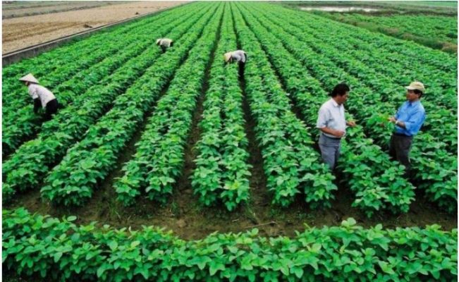 Đất trồng cây hàng năm khác là gì